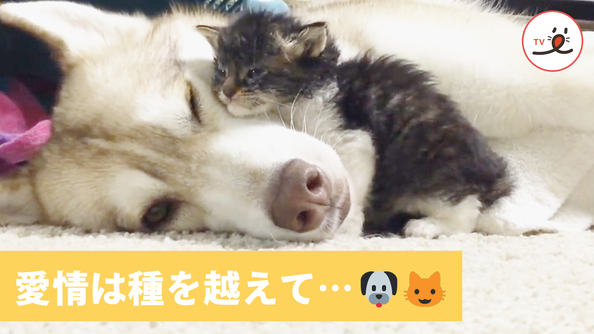 ハスキーに育てられた子猫♪