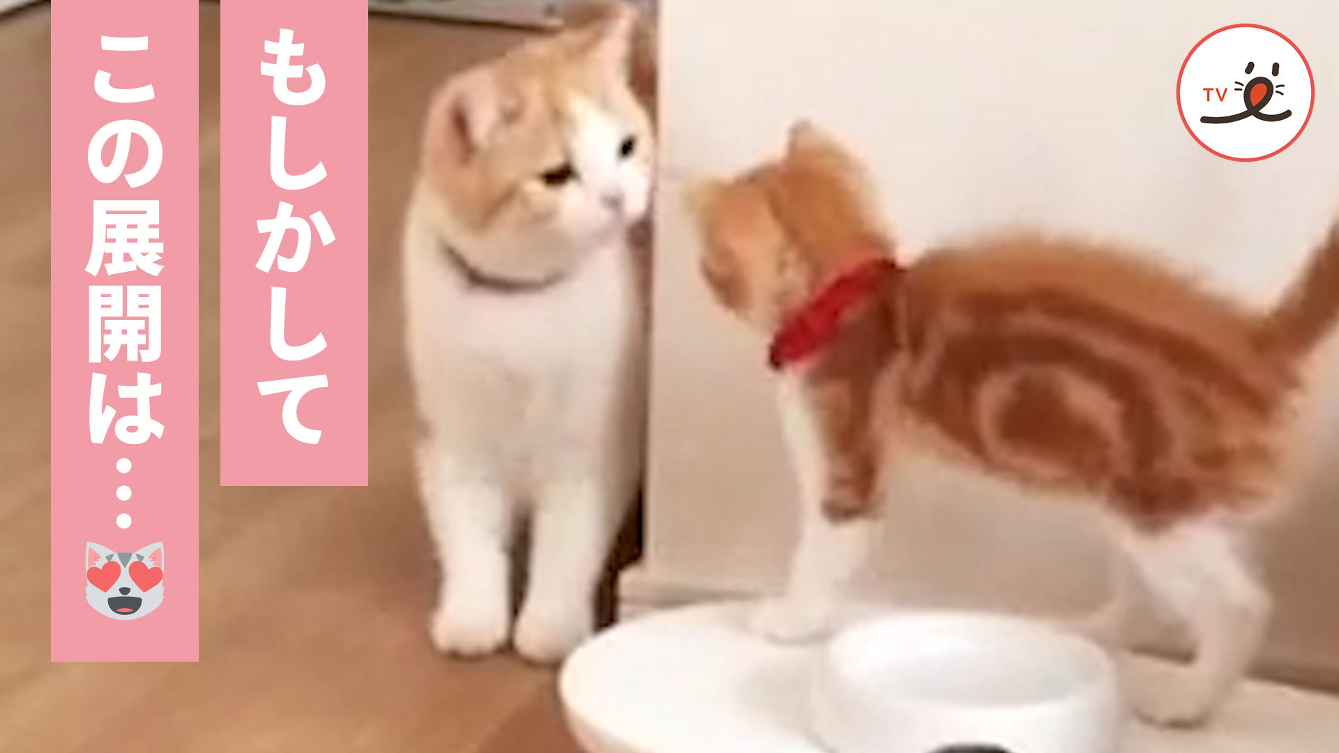 姉猫に鼻チュー♡ 妹猫の大胆な行動に……