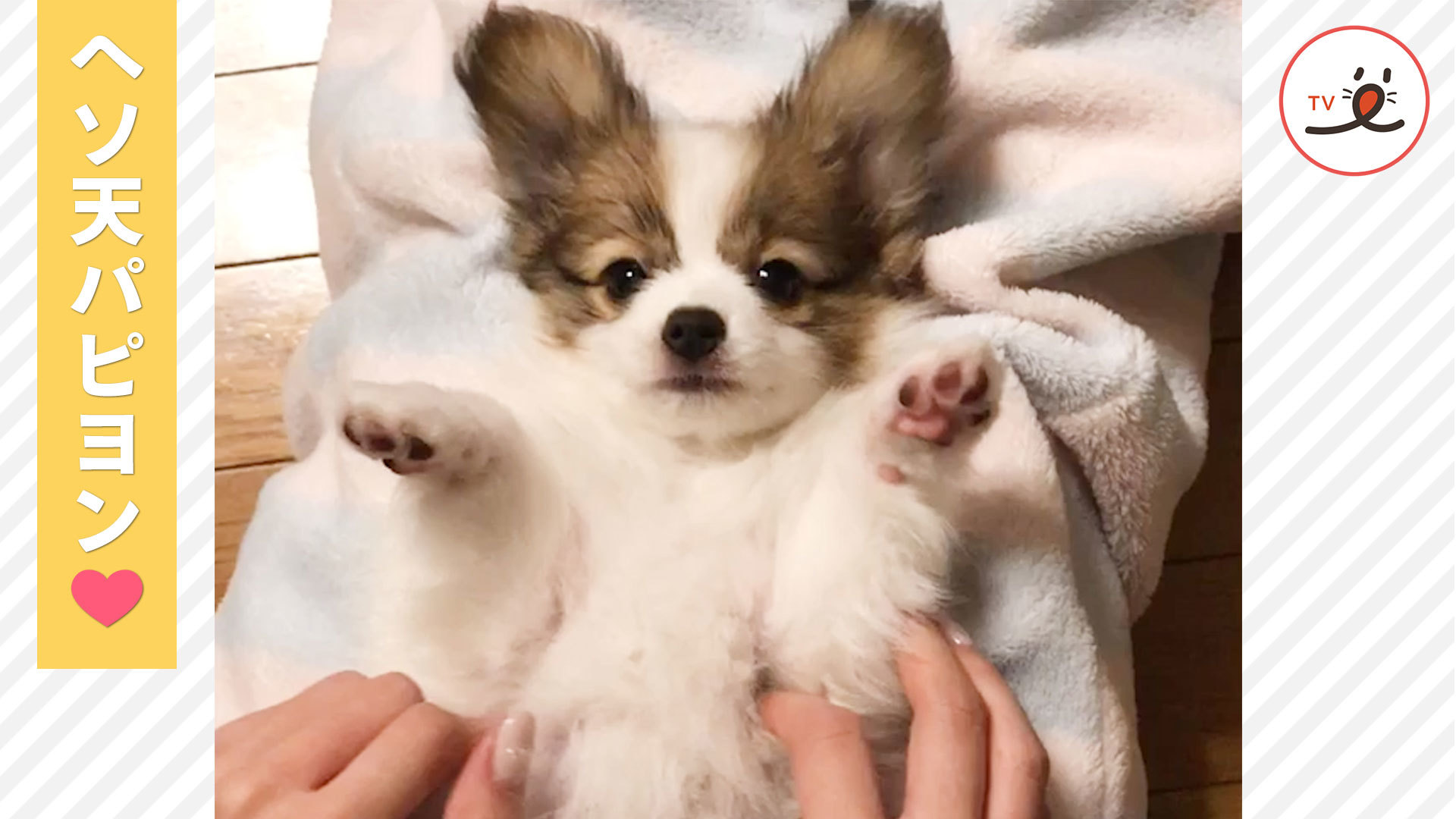 ママの指を甘噛みするパピヨンの子犬♡