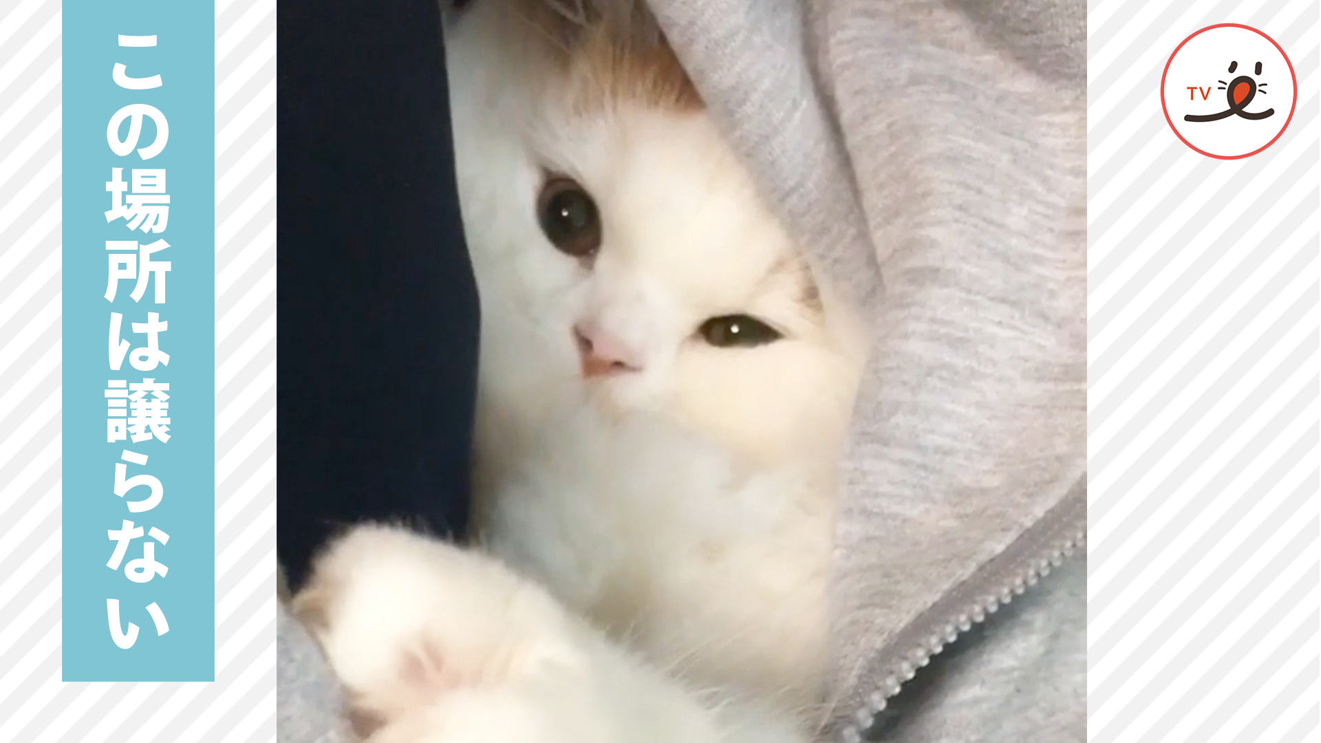 お気に入りの場所を独占中！