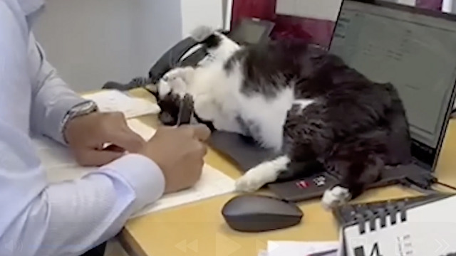 ネコハラしてくるくせに…