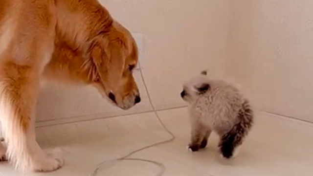 子猫さん、違う生き物になる…