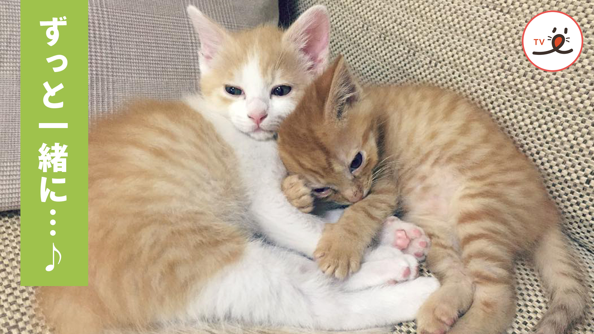 あるご夫婦と姉妹猫の運命の出会い
