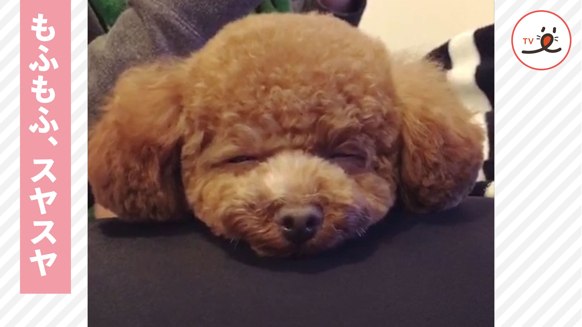 クッションでくつろぐワンコ。気がついたら……