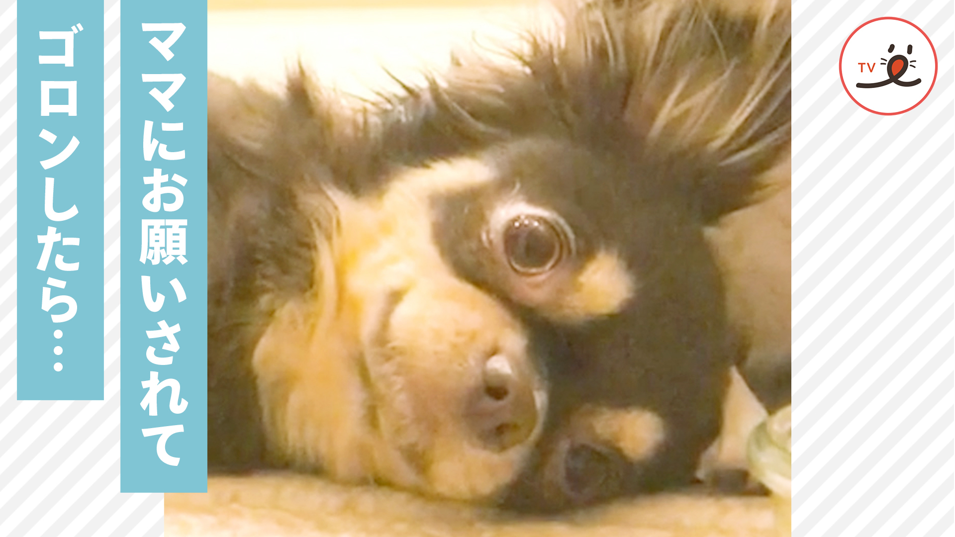 兄犬にぶつかってしまった弟犬。心配していると……