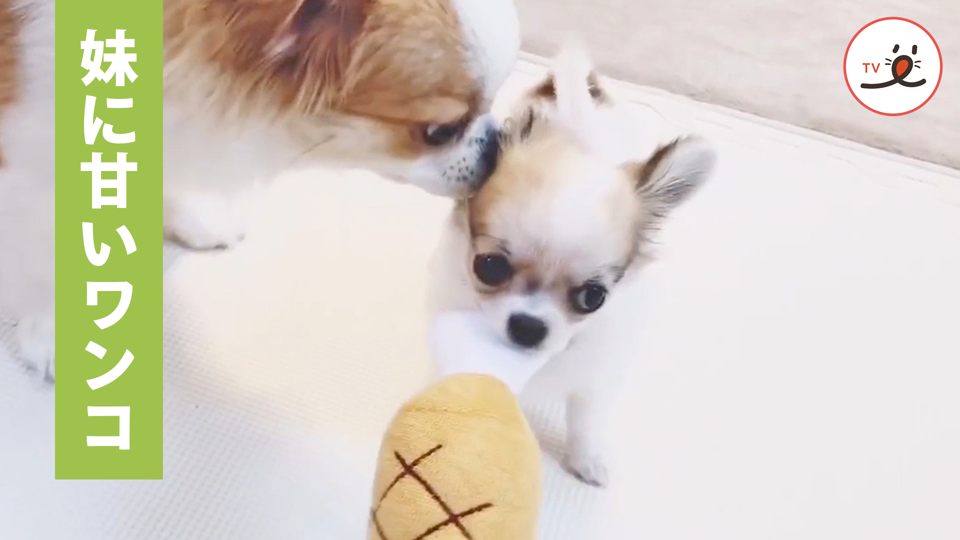 妹犬に甘々な兄犬。遊んでいる時も……♪