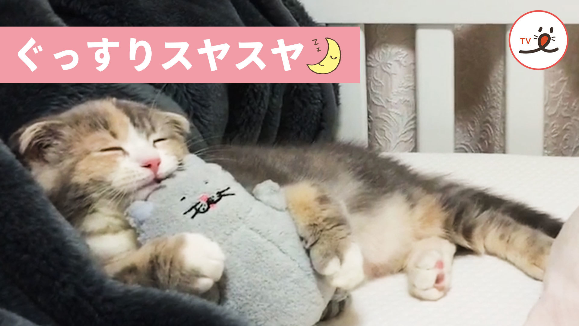スヤスヤ眠るニャンコ。腕に抱えているのは……♡