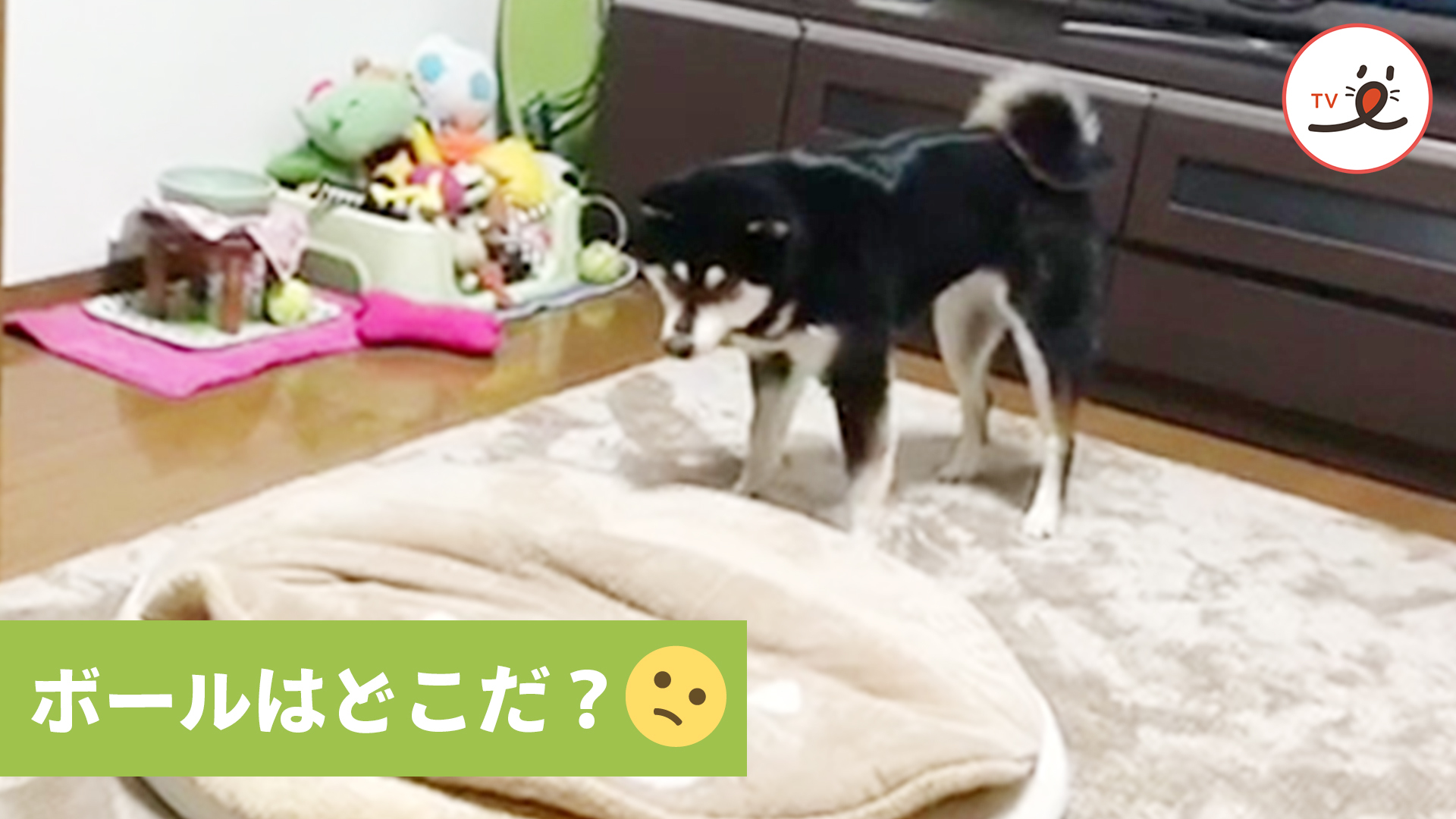 クッションに吸い込まれたボールを探せ♪