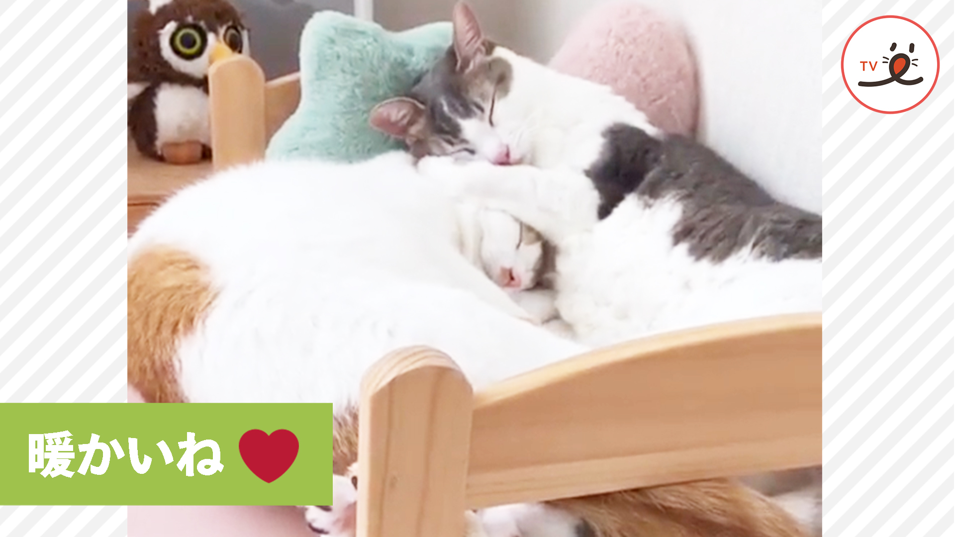 ニャンコは、ハグのプロ！？
