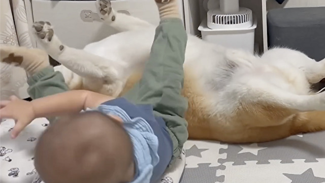 お腹を登らせてあげる柴犬の柴雄くん