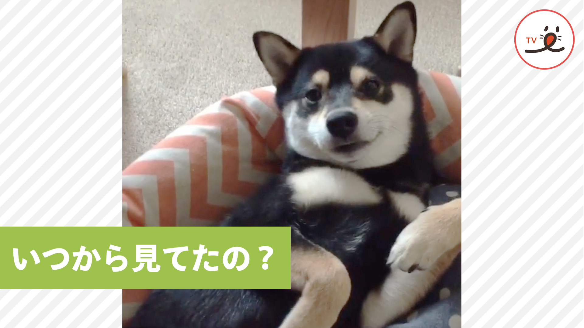 優雅なゴロゴロタイムを見られて……