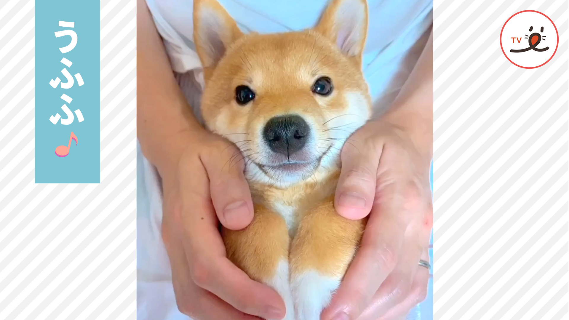 パパの膝の上でウットリするワンコ♪