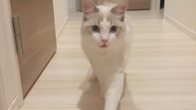 帰宅時の猫さんのリアクションが…！