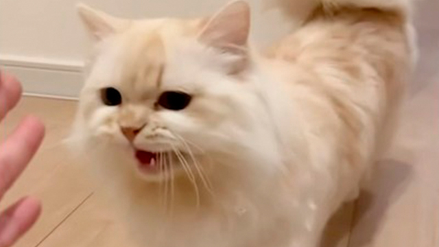 【お出迎え動画】ママさんと猫さんの会話が成り立ってる件