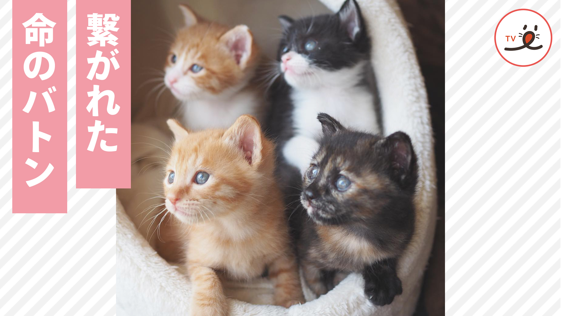 親猫とはぐれた4匹の子猫が巣立つまでの物語