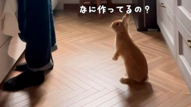 キッチンにやってきたうさぎの親子