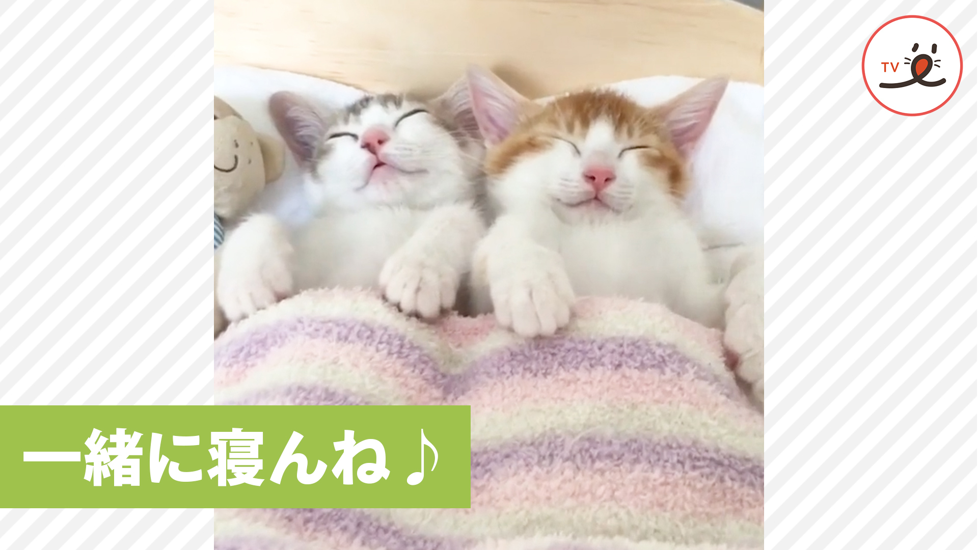 双子ニャンコのお昼寝タイムが尊い！