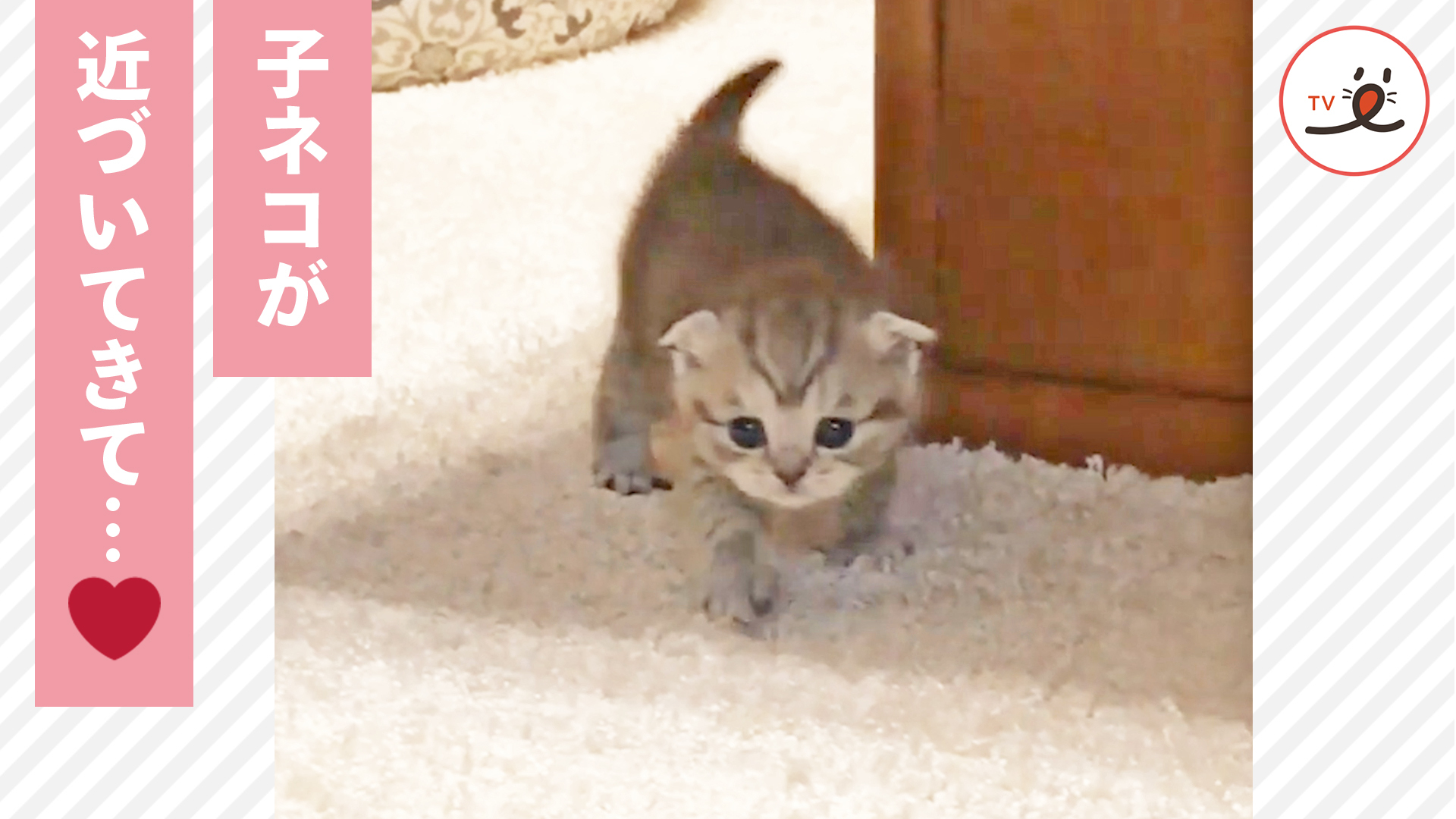 ヨチヨチ歩きの子猫がママの元へ♪