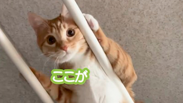 猫様の素晴らしいバランス感覚