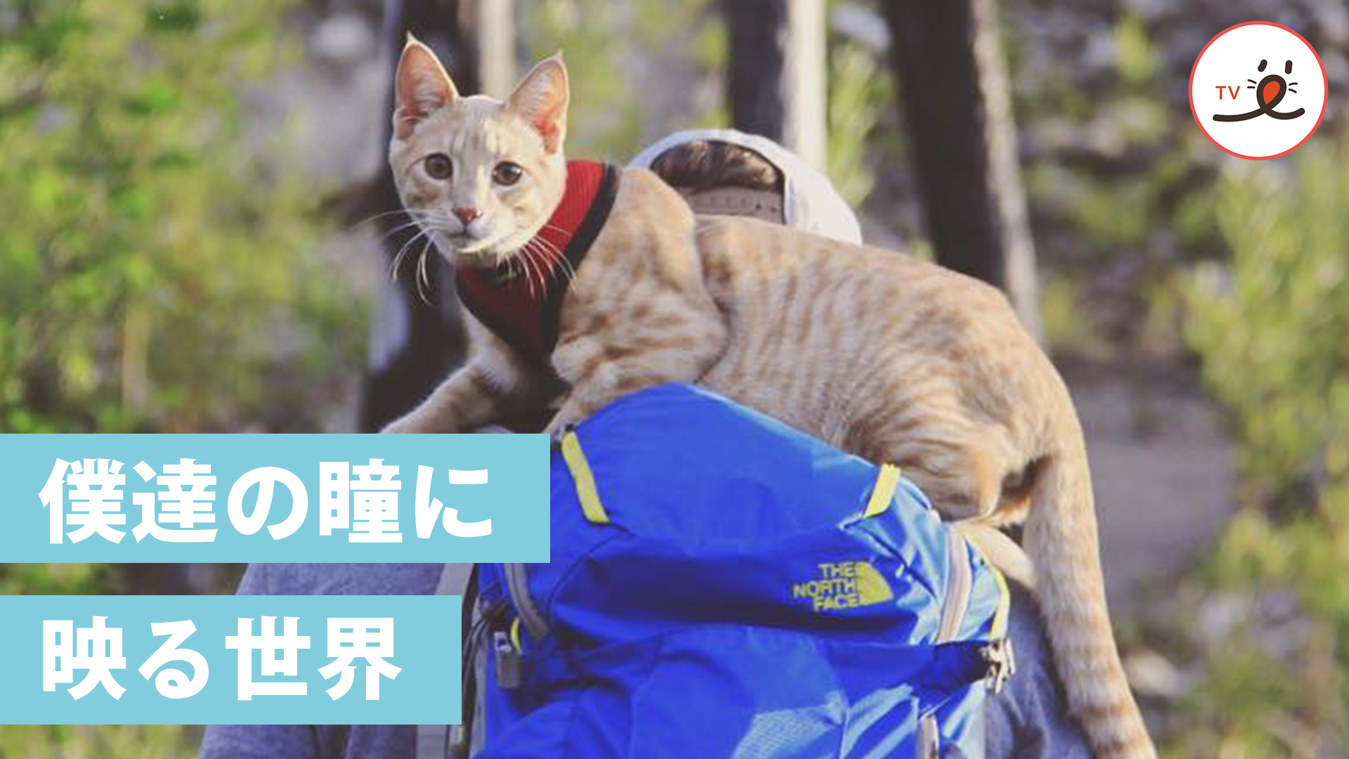 2匹のニャンコは冒険家！