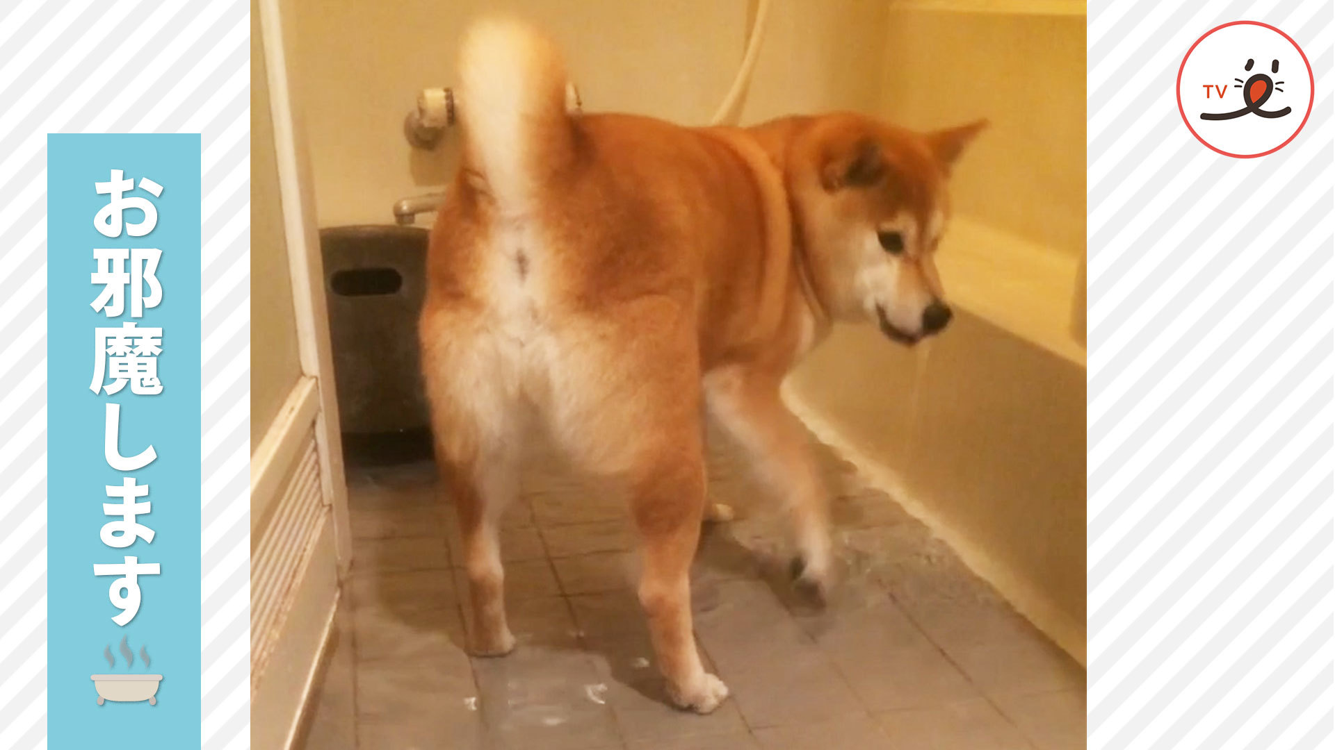 湯舟から溢れる滝にテンションが上がる柴犬さん！