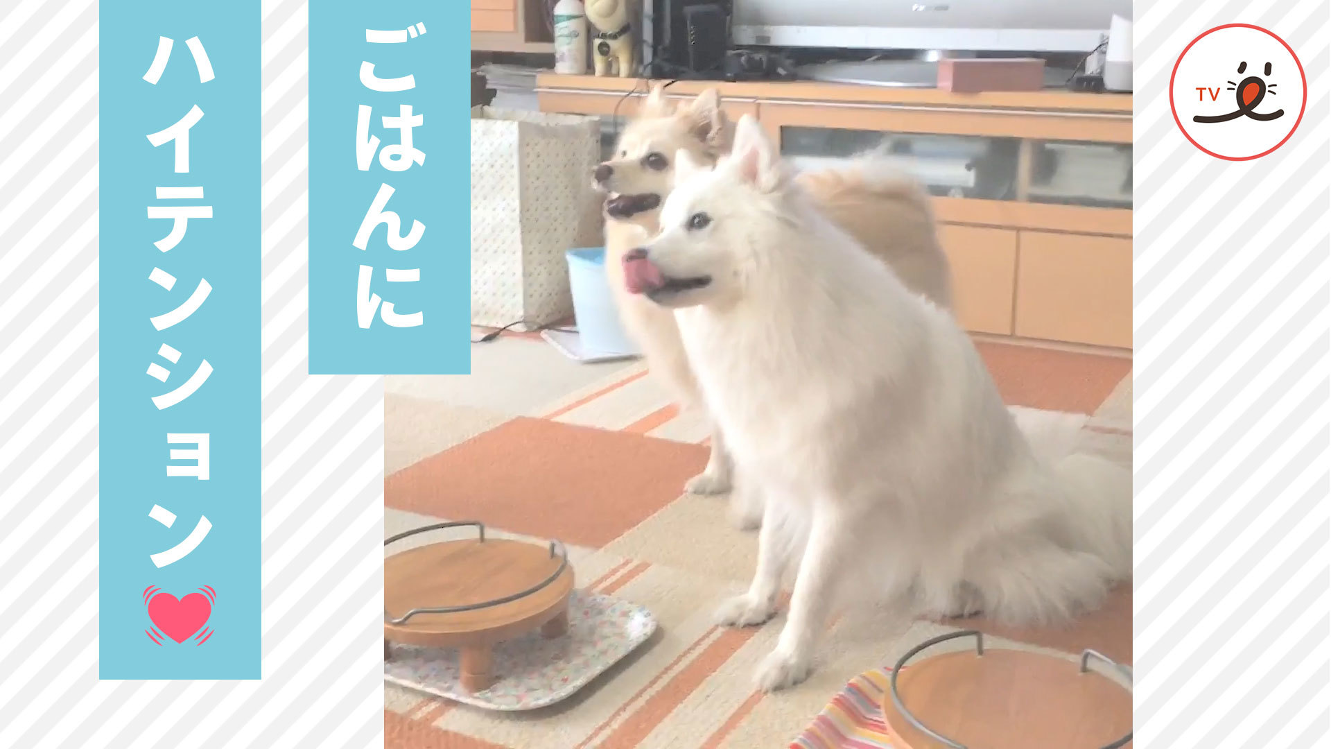 念願のごはんタイム！ テンションが上がりすぎて……