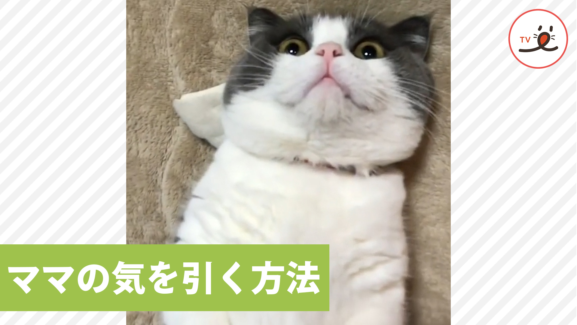 成功率100%！？ ニャンコがママの気を引く方法♪