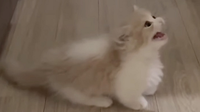 ごはんを待つ姿…♡