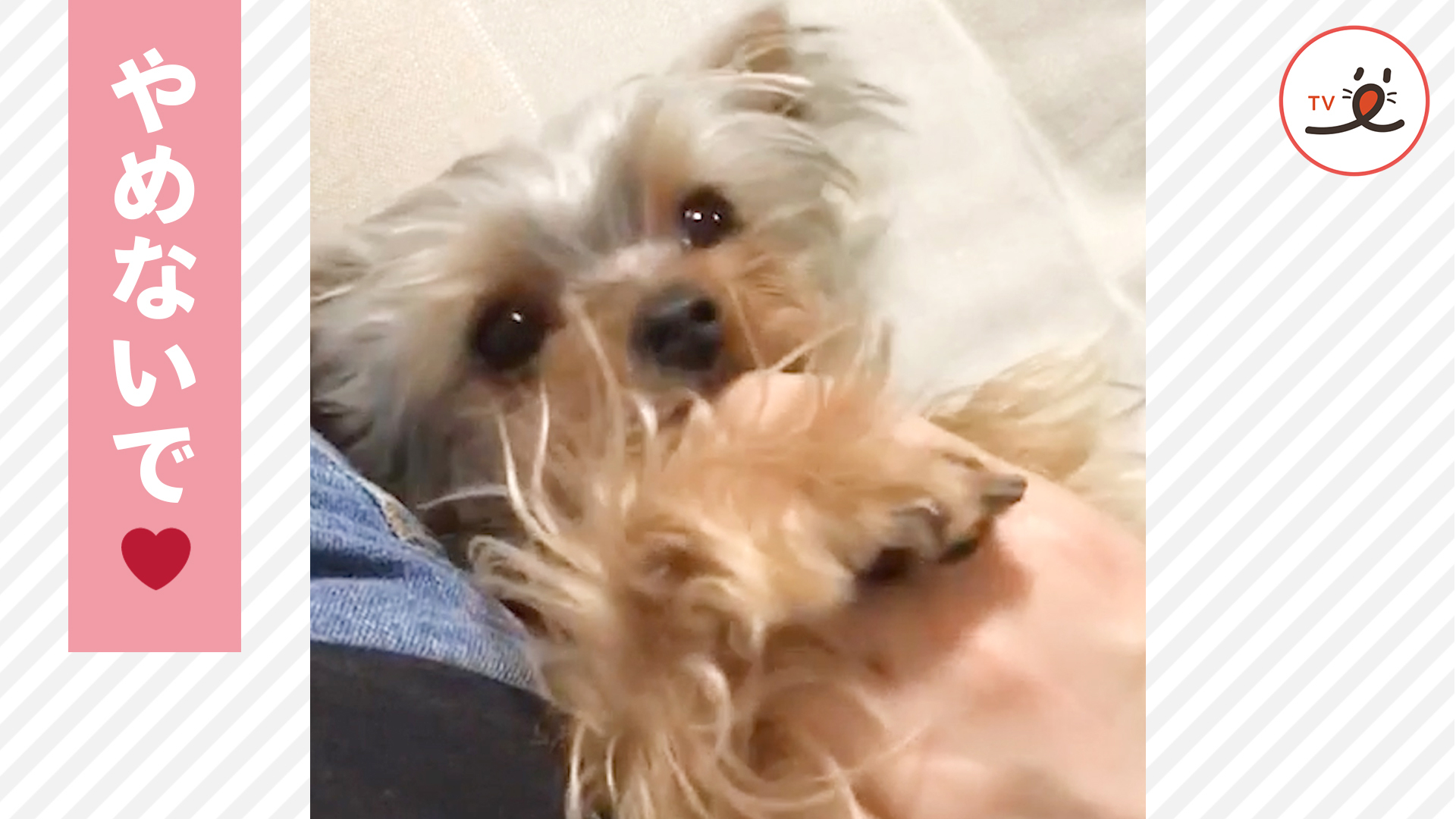 終わりのないナデナデタイム♪