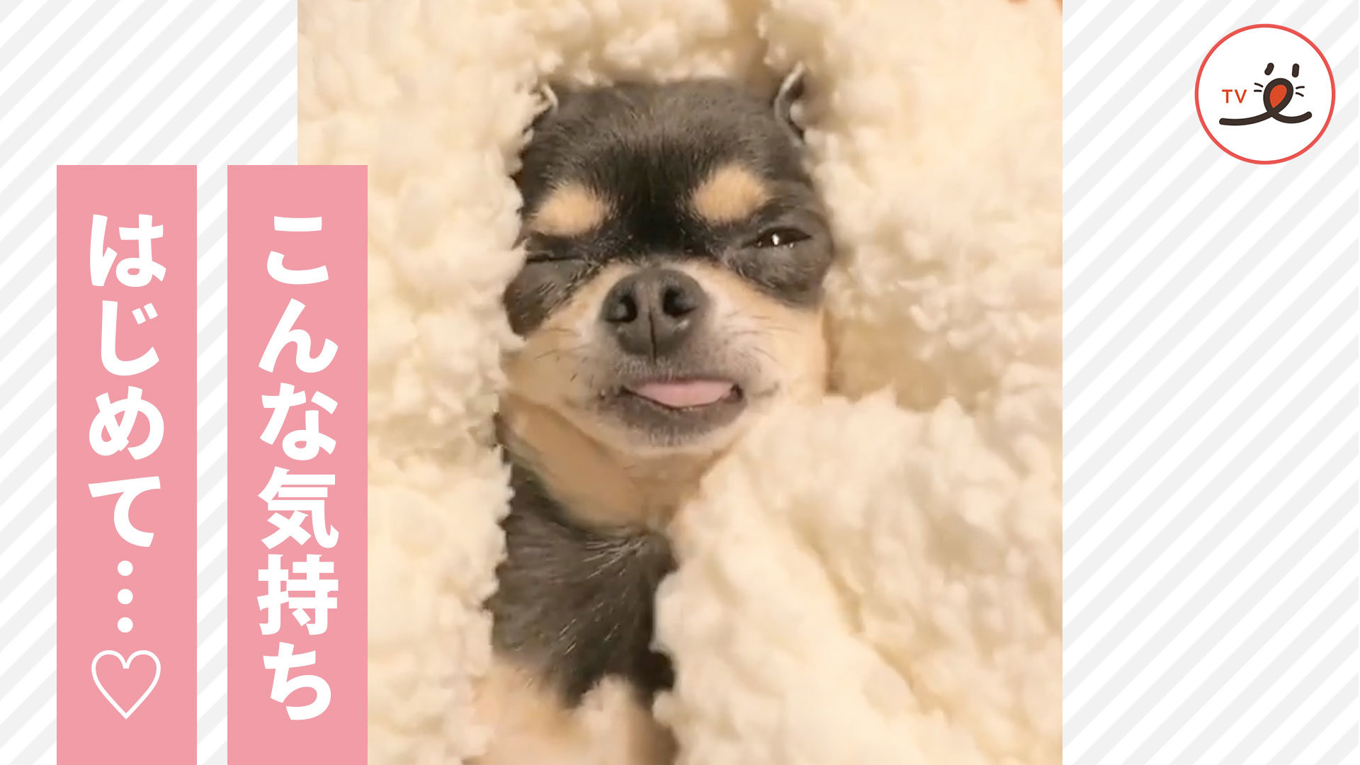 新感覚を体験するチワワさん！