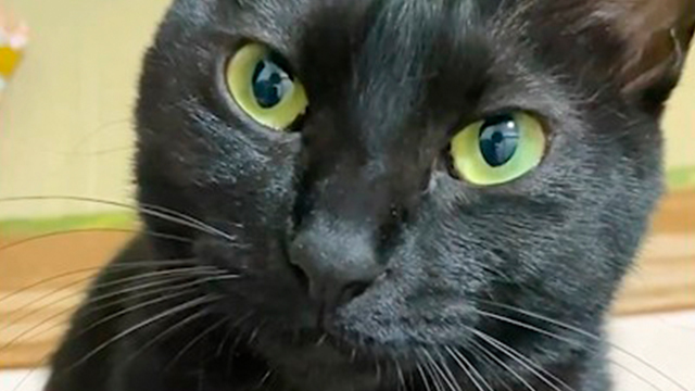 言いたいことが伝わったときの目の輝き