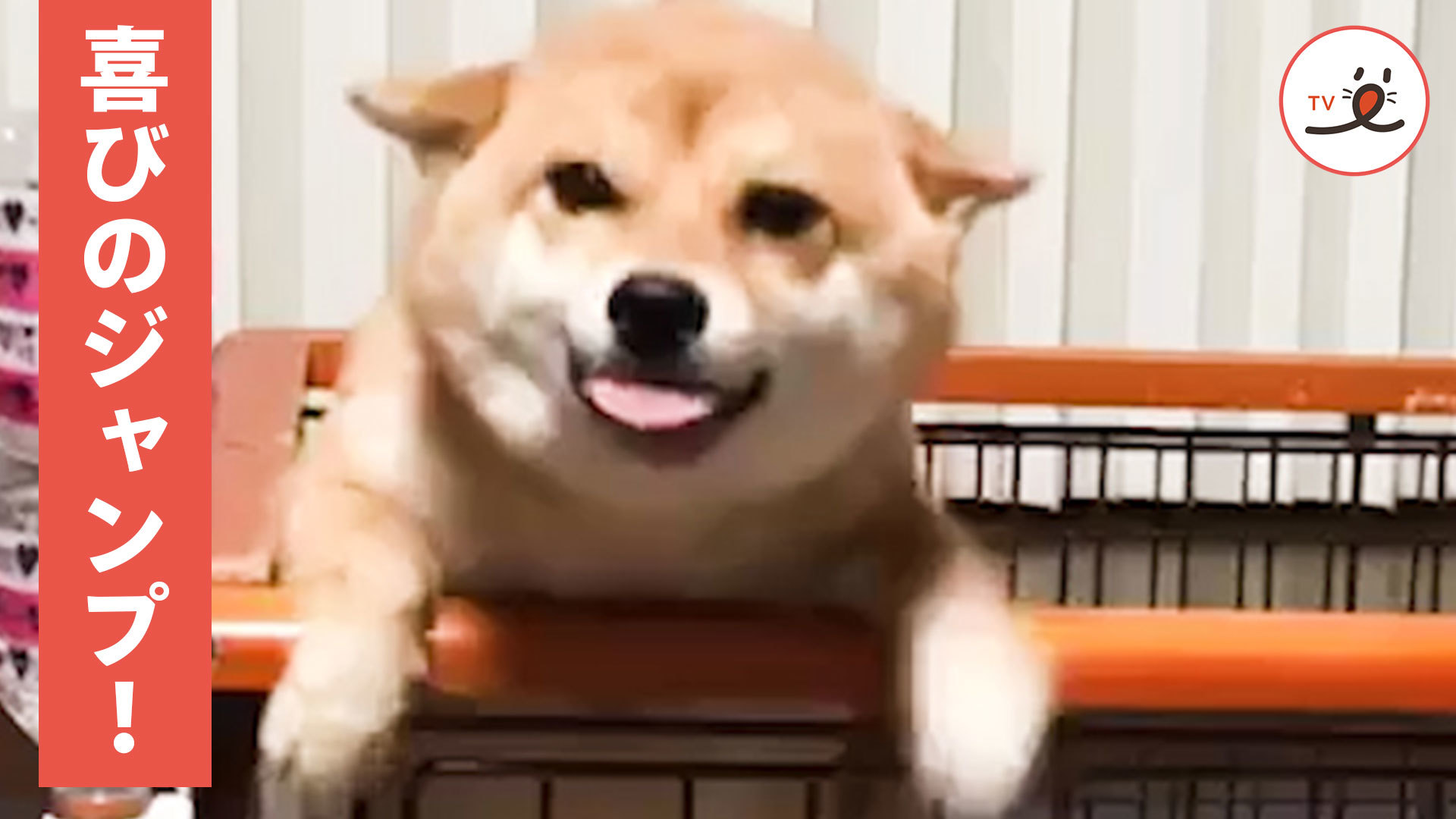 パパが帰ってきた嬉しさをジャンプで表現する柴犬ちゃん Peco ペコ