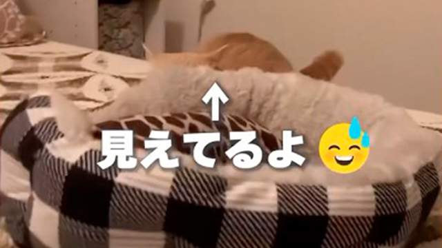 隠れきれてないニャンコさん