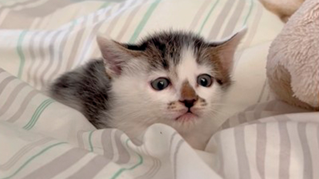 パヤパヤの子猫さん