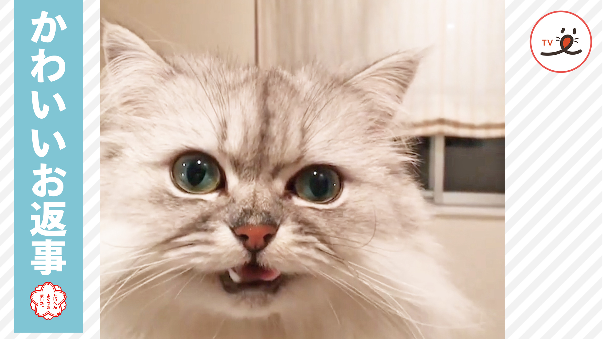 ニャンコの名前を呼ぶと、可愛い声が……♡