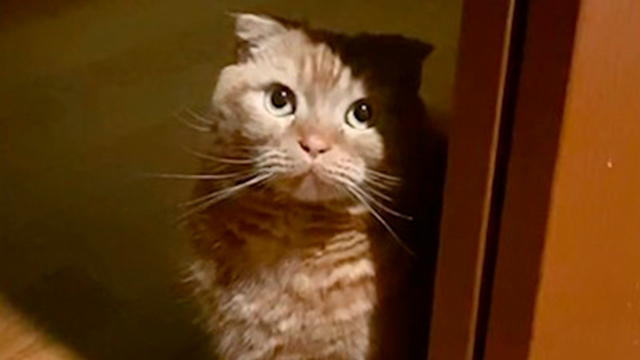 驚かす相手いなかったわ…