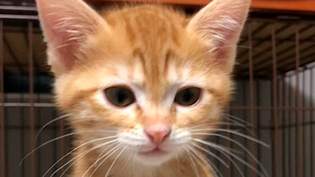 保護子猫さんの前にごはんが運ばれると…♡