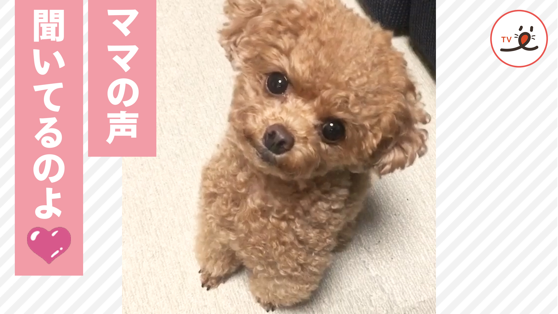 ワンコが首をふりふりする理由♪