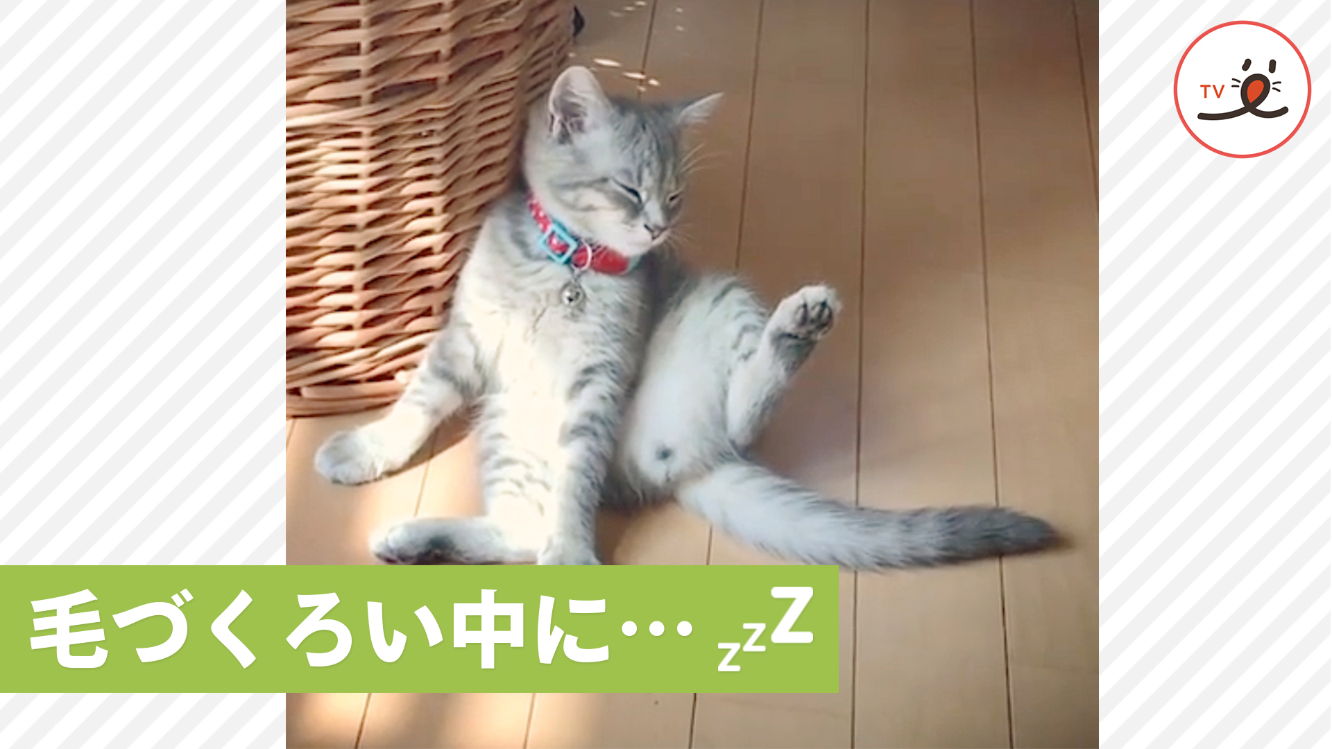 毛づくろい中に寝てしまった子猫♪