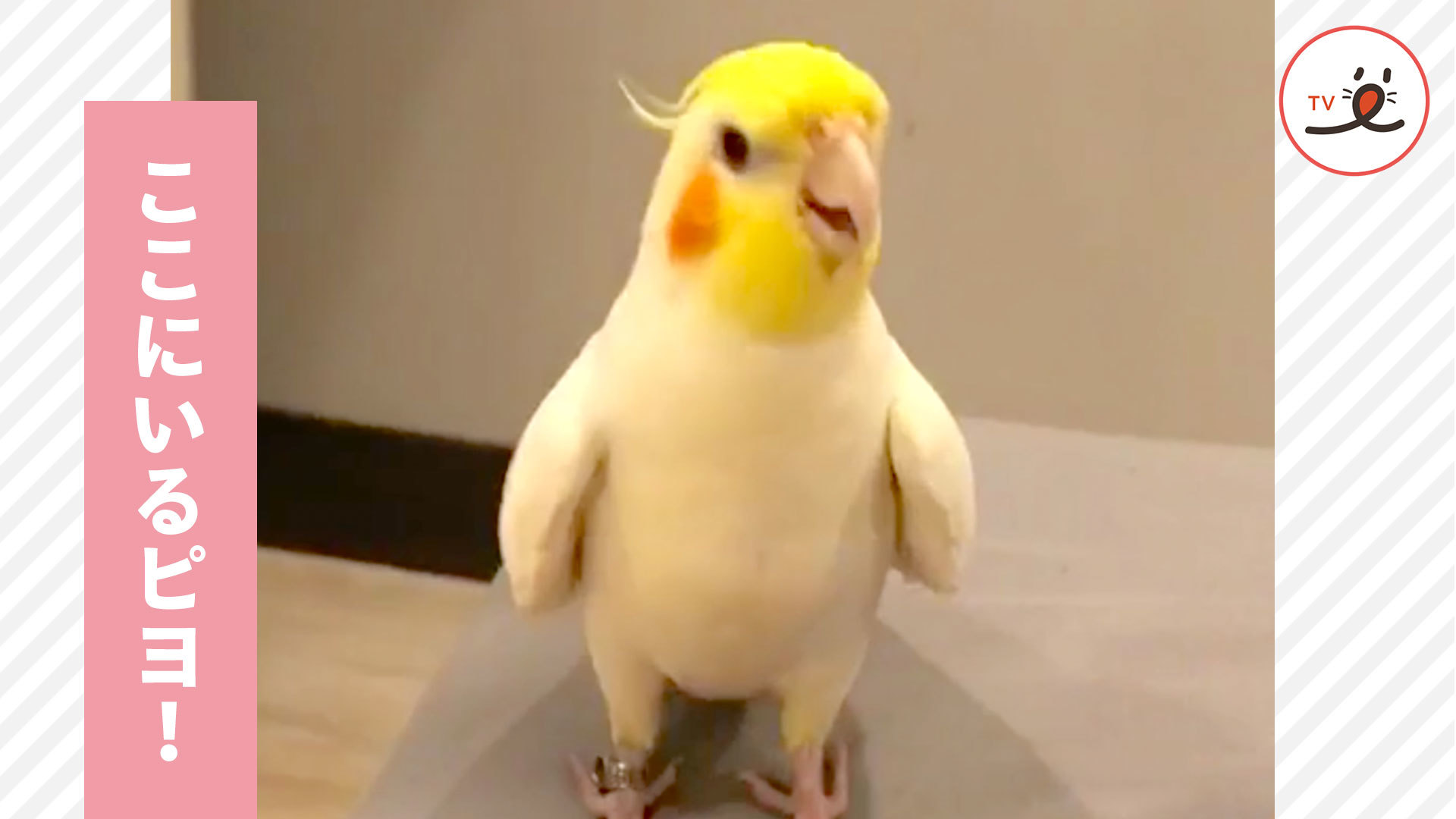 足の間から現れたのは、ファンキーなインコさん！？