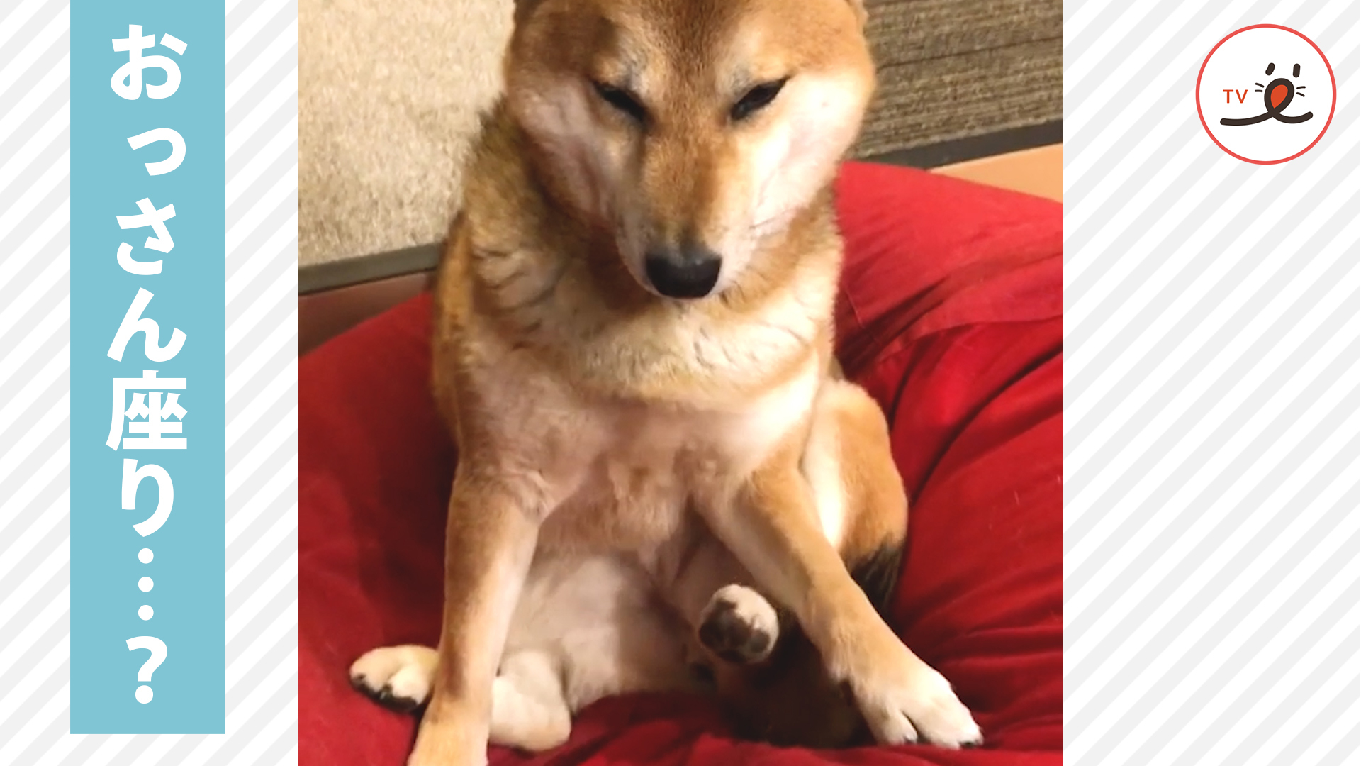 妙な座り方で安定を見出した柴さま 動こうにも動けない Peco ペコ