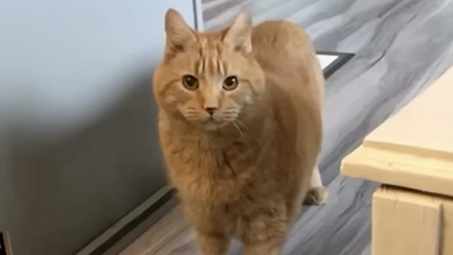 猫さんの頭の中を支配しているもの