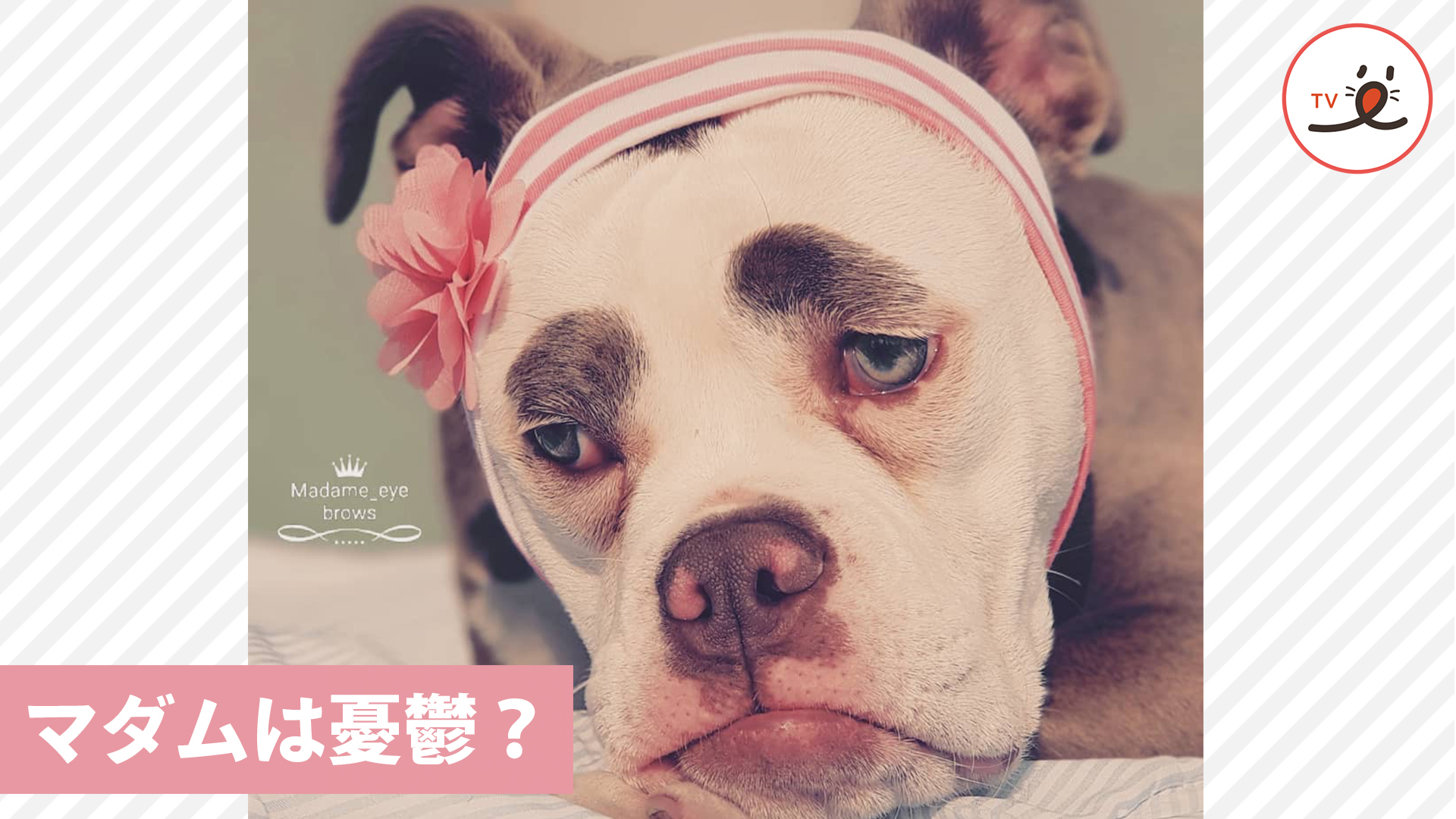 表情はいつも悲しげだけど……実はお転婆！