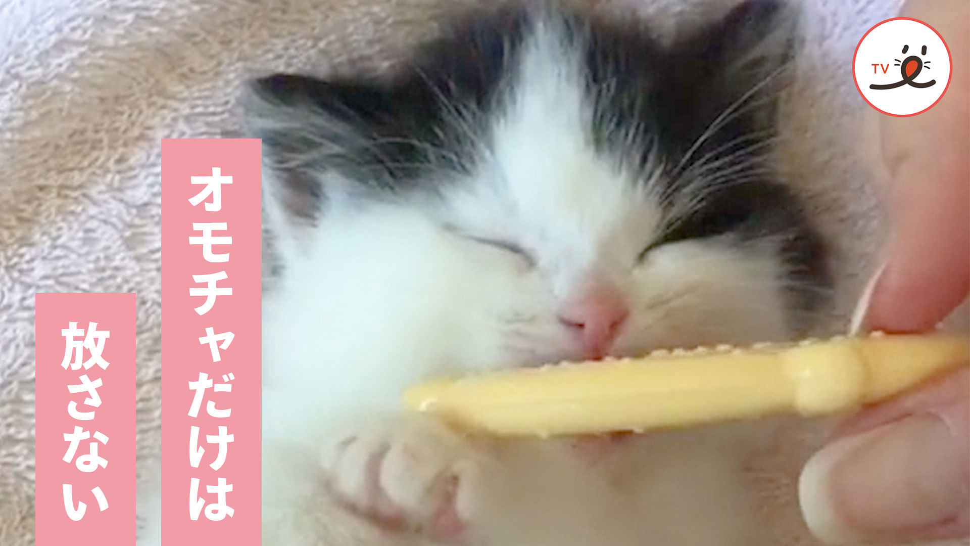 子猫ちゃんが、離してくれない！