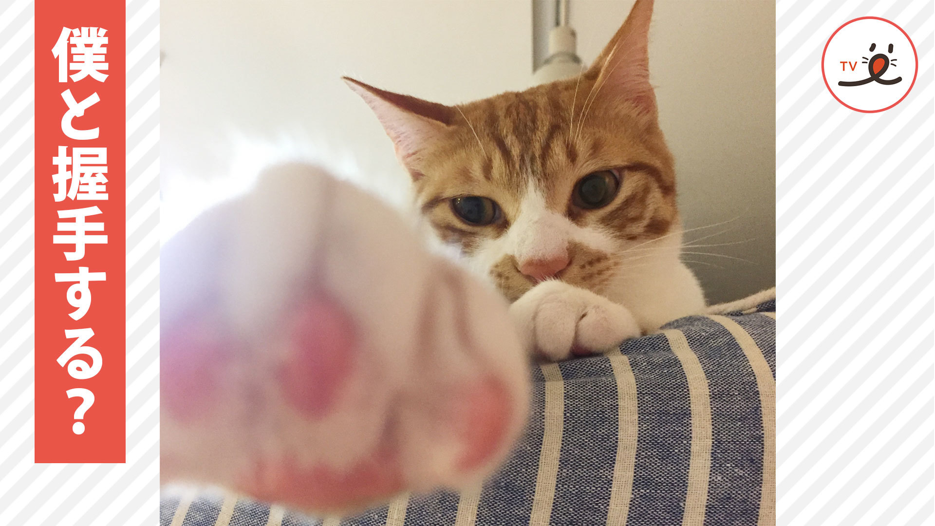 ニャンコの握手会を独占中♪