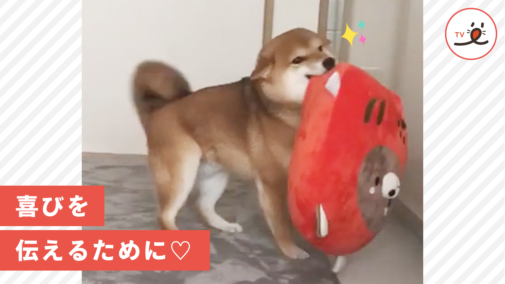 喜びの舞で飼い主さんに気持ちを伝えるワンコ♪