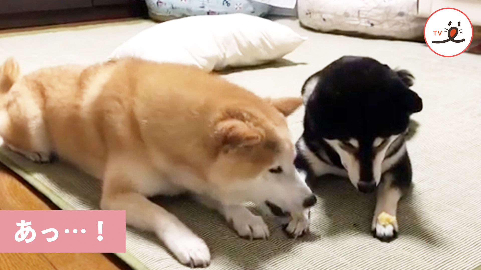 2個ずつあったおやつが……？