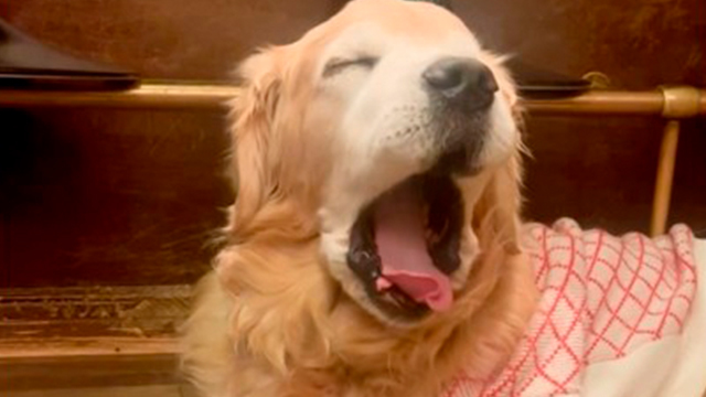 ゴールデンのおじいちゃんがカワイイ