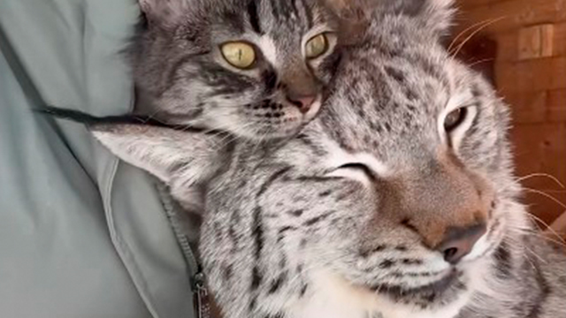 猫に甘えるヤマネコさん