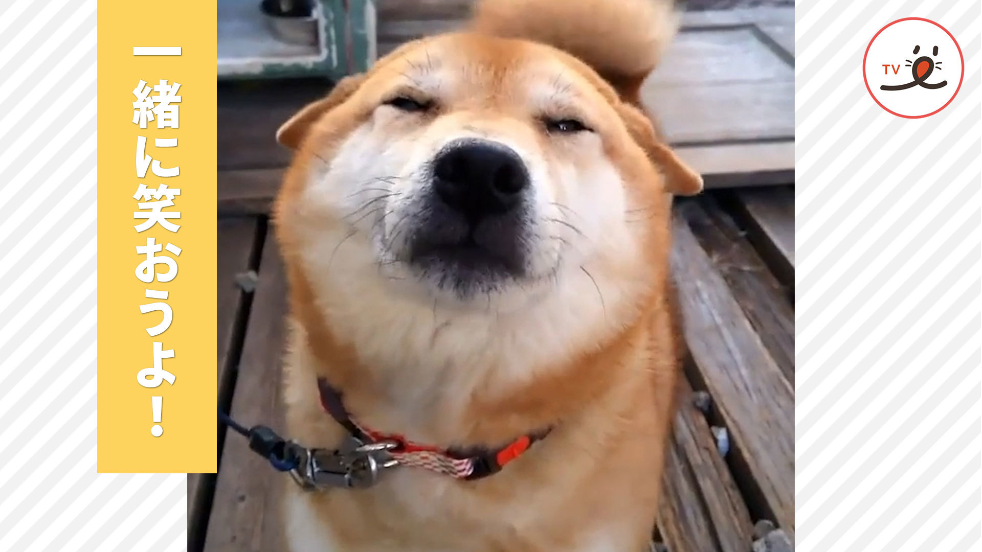 心が晴れる！ 柴犬さんの笑顔